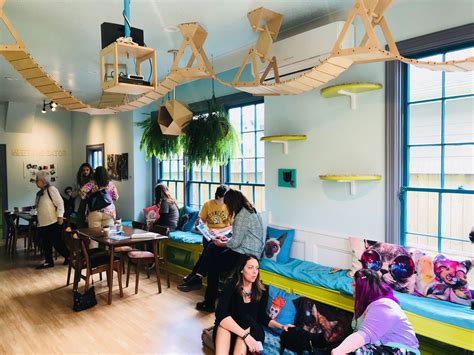 Some Cool Cafes with Cats in the US You May Want to Visit