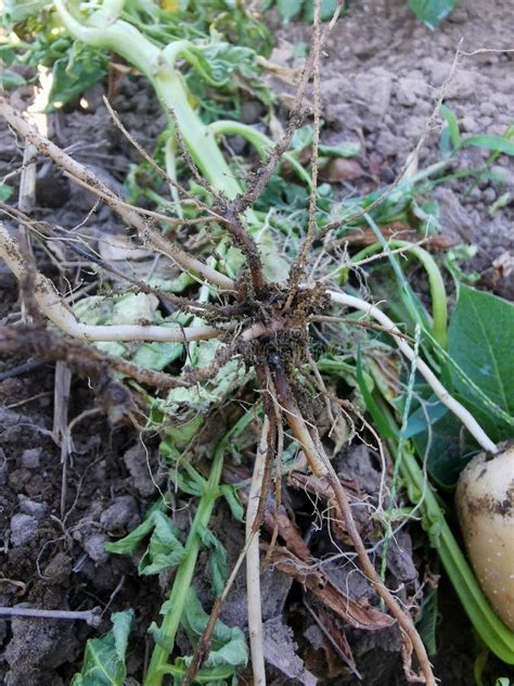 Image result for Plant Root Rot