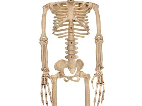 Image result for Alien Skeleton Prop