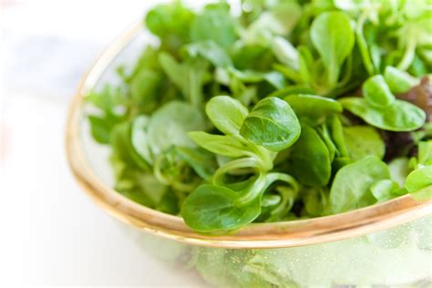 Dutch Broad-Leaved Corn Salad Seeds - Heirloom – Hometown Seeds