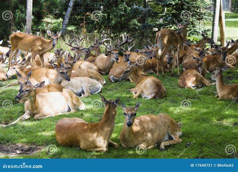 A Group of Deer stock image. Image of park, male, sitting - 17640721