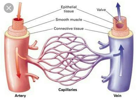 How do arteries and veins differ in structure and function? - Brainly.in