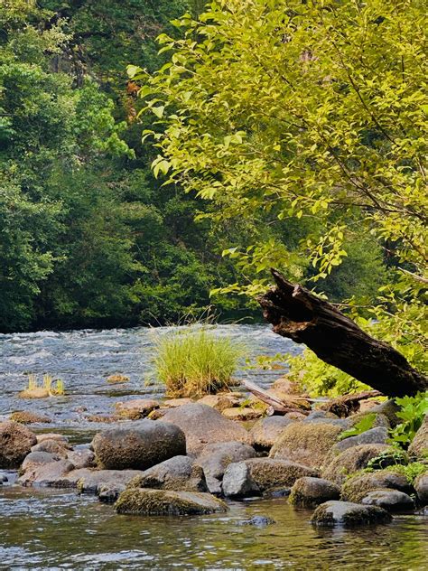 Mckenzie River Trailhead At Paradise Campground | OR | Camping ...