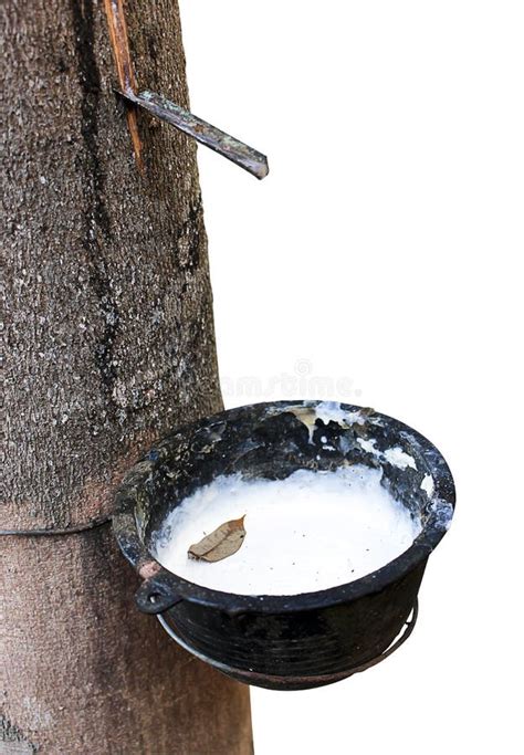 Image result for Rubber Tree Tapping