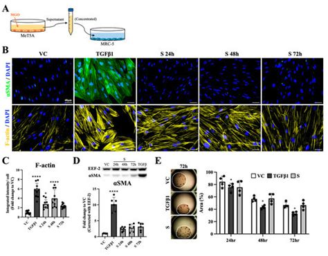 Methylglyoxal-Stimulated Mesothelial Cells Prompted Fibroblast-to-Proto ...