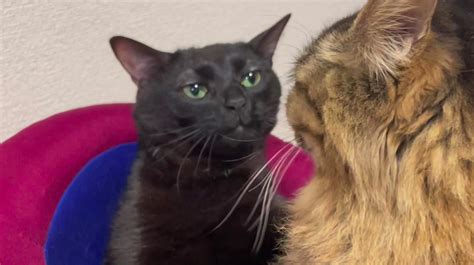 猫ミームの黒い猫とは？びっくりキョロキョロ顏が可愛い寝落ち寸前猫 | 猫ミームらぼ