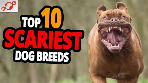 🐕 Scary Dogs - TOP 10 Scariest Dog Breeds In The World! | Scary dogs ...