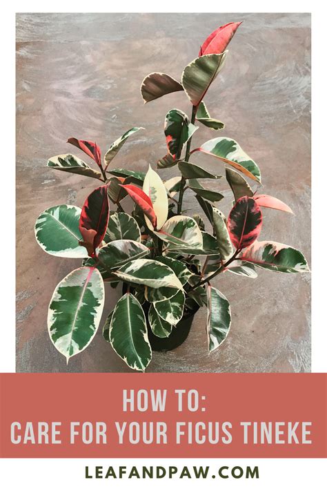 How To: Care For Your Ficus Tineke | Ficus tree indoor, Ficus ...