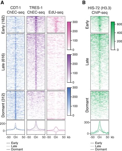Loss of histone H3.3 results in DNA replication defects and altered ...