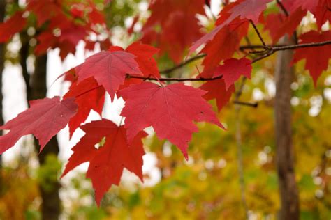 Types of maple leaf trees - marksvere