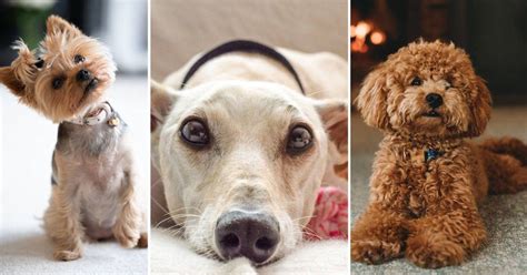 10 razas de perros hipoalergénicos para tener en casa