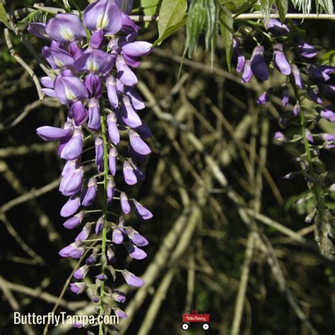 American Wisteria - Wisteria frutescens – Little Red Wagon Native Nursery