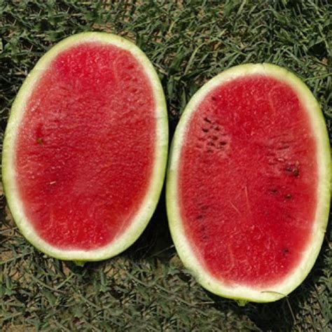 Simbha - Variety Watermelon | Syngenta