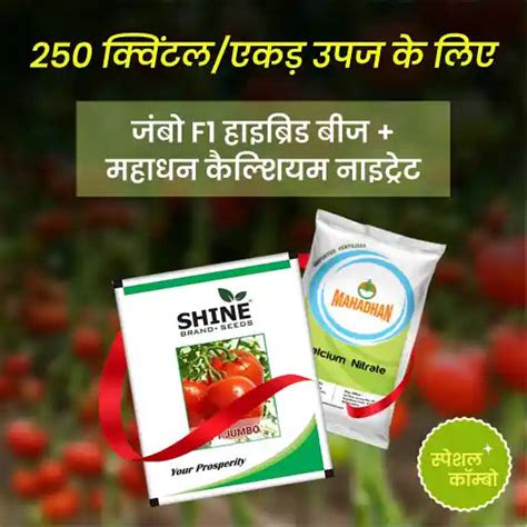 Tomato Jumbo F1 Hybrid + Mahadhan Calcium Nitrate | COD available ...