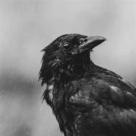 Black Crow: spiritual meaning - Awakening State