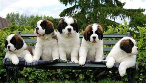 Saint Bernard Dogs Sale At Kolkata | Saint Bernard puppy for sale