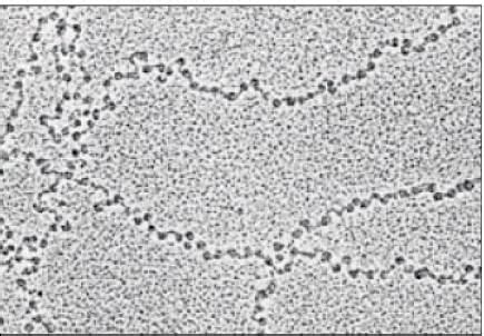 Important Diagrams: Molecular Basis of Inheritance - Biology Class 12 ...