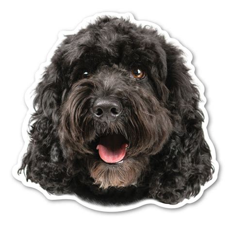 Image result for Black Cockapoo
