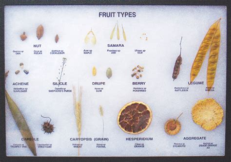 Fruit 的图像结果
