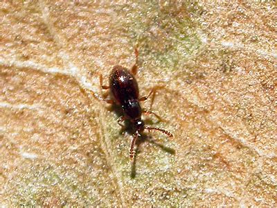 Thumbnail for version as of 16:52, 8 April 2008