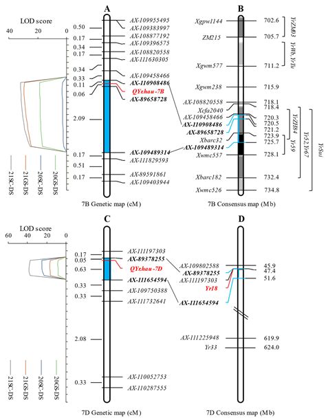 Identification and Characterization of Resistance Loci to Stripe Rust ...