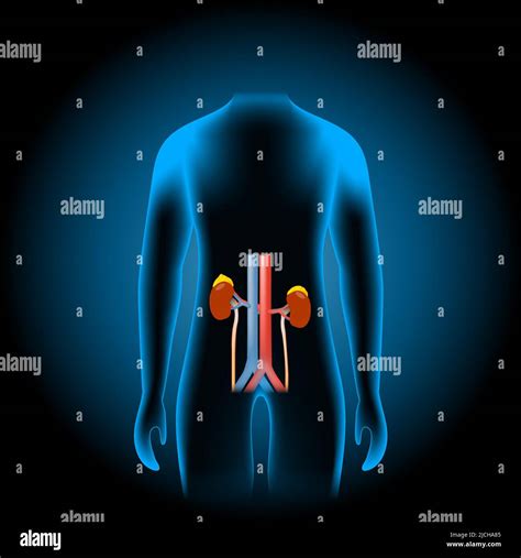 Human urinary system consists of the kidneys, renal pelvis, ureter ...