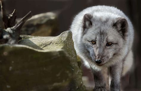 Arctic Fox Hunting Prey