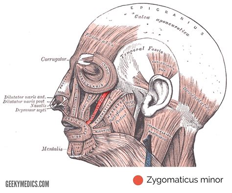 Zygomaticus Minor Muscle