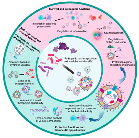 The Role of Bacterial Extracellular Vesicles in the Immune Response to ...
