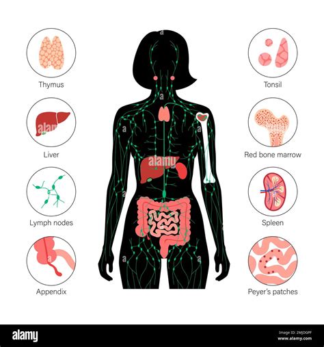 Accessory Organs Lymphatic System at Paul Pineda blog