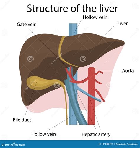 Image result for Liver Organ Function