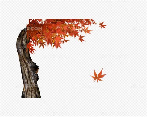 秋天的枫树林作文 迷人的枫树林_描写枫树的作文500字-暗点博客