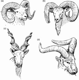 Aries Best Drawing - Drawing Skill