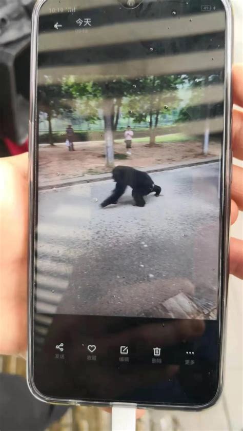 合肥野生动物园一只黑猩猩出逃：在园内与警力对峙-新闻中心-中国宁波网