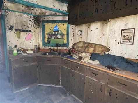 Image result for Bug Kitchen