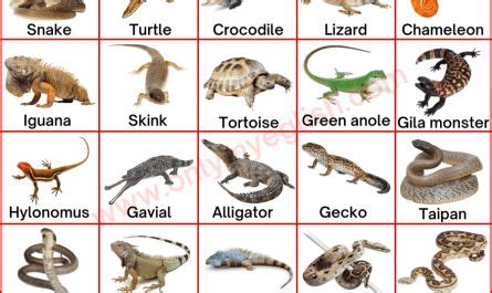 Image result for Lizard CPR