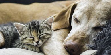 Marina Vet Mobile - Links, Order