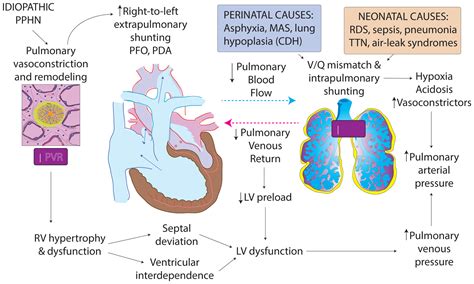 Pulmonary Arterial Hypertension Pathophysiology