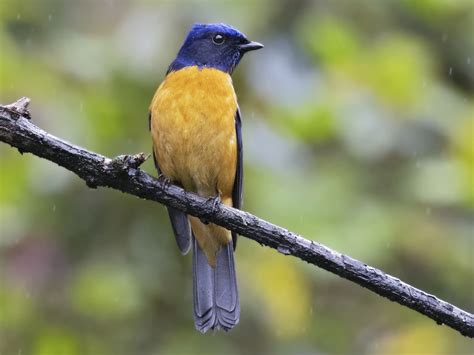 Chinese Vivid Niltava - eBird