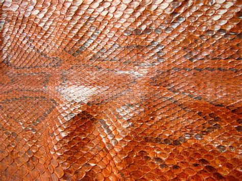 Image result for Red Python Snake Image