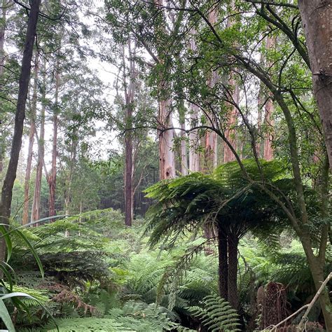 TOOLANGI STATE FOREST - All You Need to Know BEFORE You Go 2026 (with ...