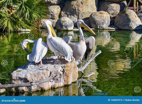 Three White Pelicans are Resting on a Rock in a Green Water Pond. a ...