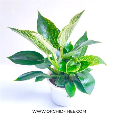 Philodendrons for Sale Online – Orchid-Tree