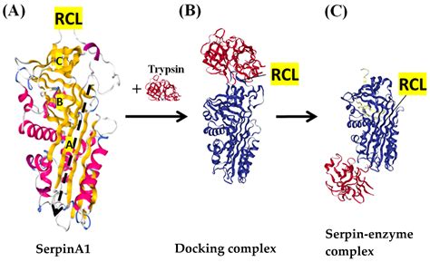 The Role of Proteases and Serpin Protease Inhibitors in β-Cell Biology ...