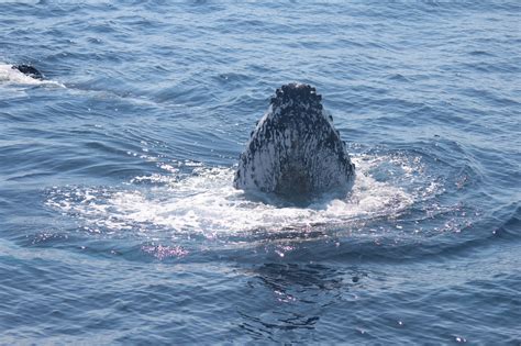 Newborn Humpback Whale
