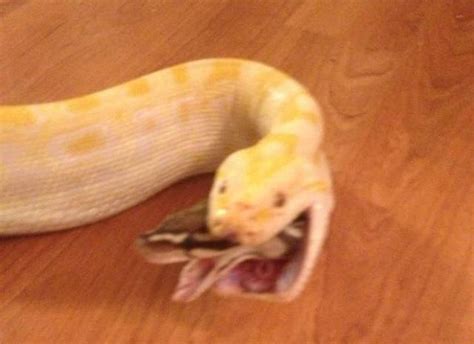 Python Eating Another Python 的图像结果