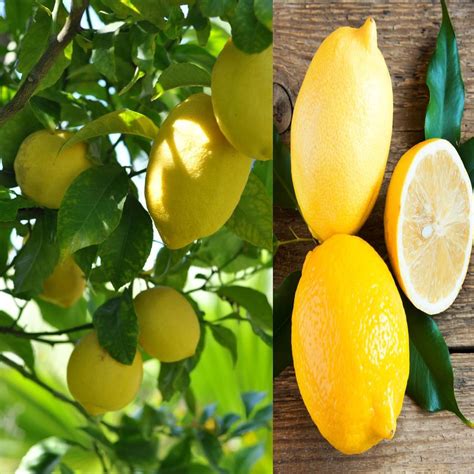 Eroanvia Combo 2 All Time Kagzi Lemon Plant Grafted Baramasi- Healthy ...