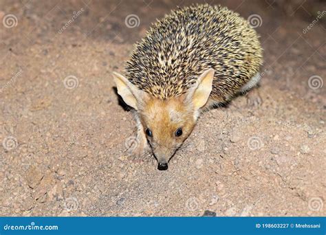 The Long-eared Hedgehog in Desert , Very Cute Stock Image - Image of ...