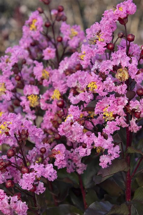 Crape Myrtle Colors Chart Lagerstroemia 'Lipan' (Crape Myrtle)