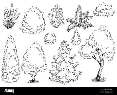 Flower Bush Drawing